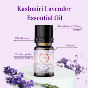 Kashmir Lavender Essential Oil